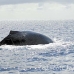 whale_humpback_h_00303_dom2346.jpg